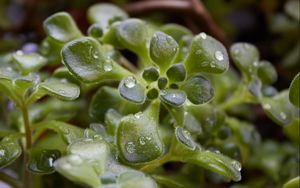 Preview wallpaper grass, plants, drops, dew