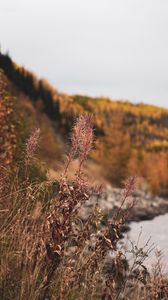 Preview wallpaper grass, plants, dry, wild, nature