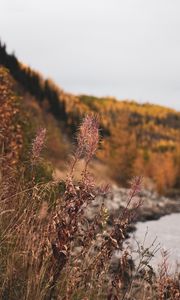 Preview wallpaper grass, plants, dry, wild, nature