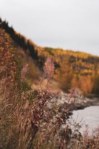 Preview wallpaper grass, plants, dry, wild, nature