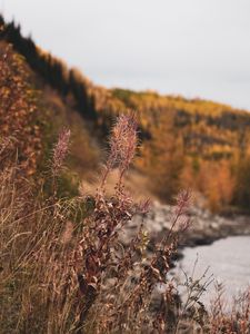 Preview wallpaper grass, plants, dry, wild, nature