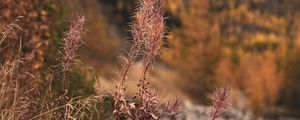 Preview wallpaper grass, plants, dry, wild, nature