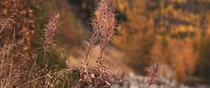 Preview wallpaper grass, plants, dry, wild, nature