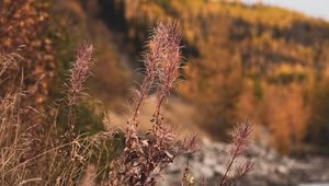 Preview wallpaper grass, plants, dry, wild, nature