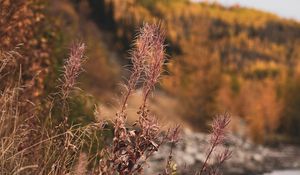 Preview wallpaper grass, plants, dry, wild, nature