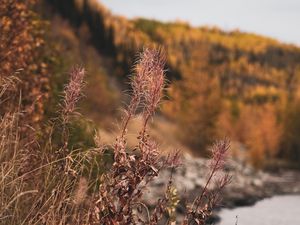 Preview wallpaper grass, plants, dry, wild, nature