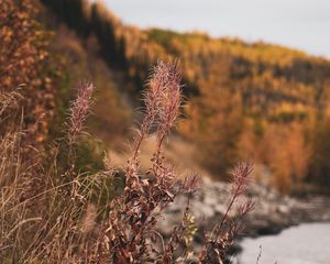 Preview wallpaper grass, plants, dry, wild, nature
