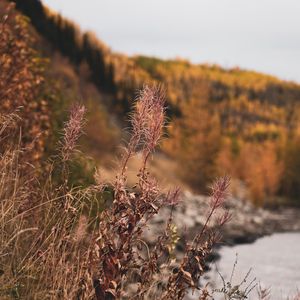 Preview wallpaper grass, plants, dry, wild, nature