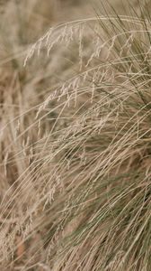 Preview wallpaper grass, plants, dry, macro