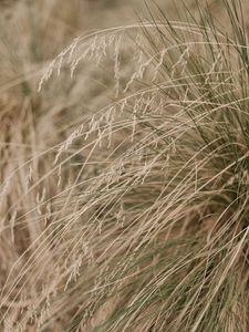 Preview wallpaper grass, plants, dry, macro