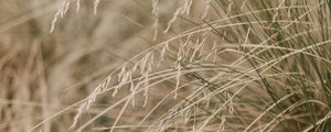 Preview wallpaper grass, plants, dry, macro