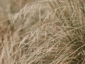 Preview wallpaper grass, plants, dry, macro