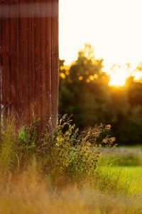 Preview wallpaper grass, plants, fence, rays