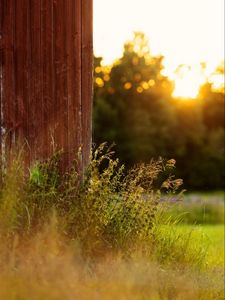 Preview wallpaper grass, plants, fence, rays