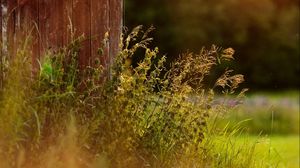 Preview wallpaper grass, plants, fence, rays