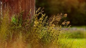 Preview wallpaper grass, plants, fence, rays