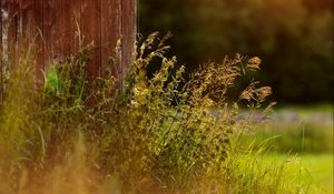 Preview wallpaper grass, plants, fence, rays