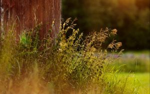 Preview wallpaper grass, plants, fence, rays