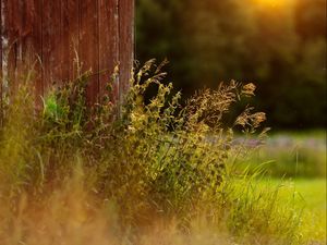 Preview wallpaper grass, plants, fence, rays