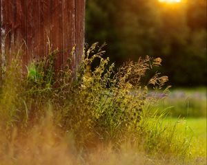 Preview wallpaper grass, plants, fence, rays