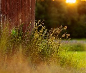 Preview wallpaper grass, plants, fence, rays