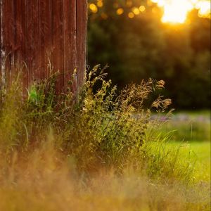 Preview wallpaper grass, plants, fence, rays