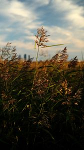 Preview wallpaper grass, plants, field, macro