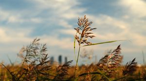 Preview wallpaper grass, plants, field, macro