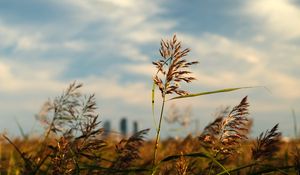 Preview wallpaper grass, plants, field, macro