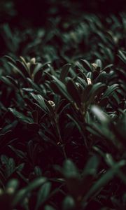 Preview wallpaper grass, plants, green, leaves, macro