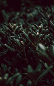 Preview wallpaper grass, plants, green, leaves, macro