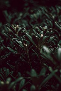 Preview wallpaper grass, plants, green, leaves, macro