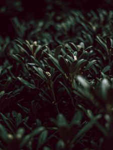 Preview wallpaper grass, plants, green, leaves, macro