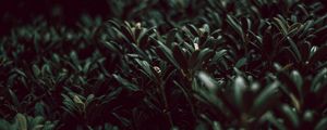 Preview wallpaper grass, plants, green, leaves, macro