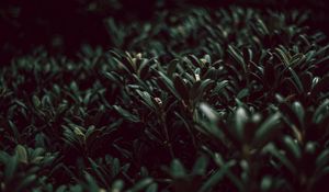 Preview wallpaper grass, plants, green, leaves, macro