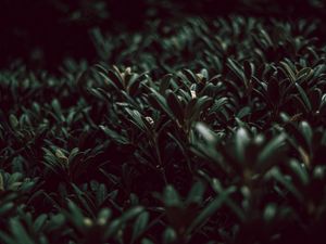 Preview wallpaper grass, plants, green, leaves, macro