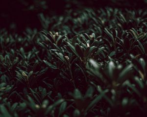 Preview wallpaper grass, plants, green, leaves, macro