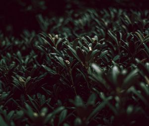 Preview wallpaper grass, plants, green, leaves, macro