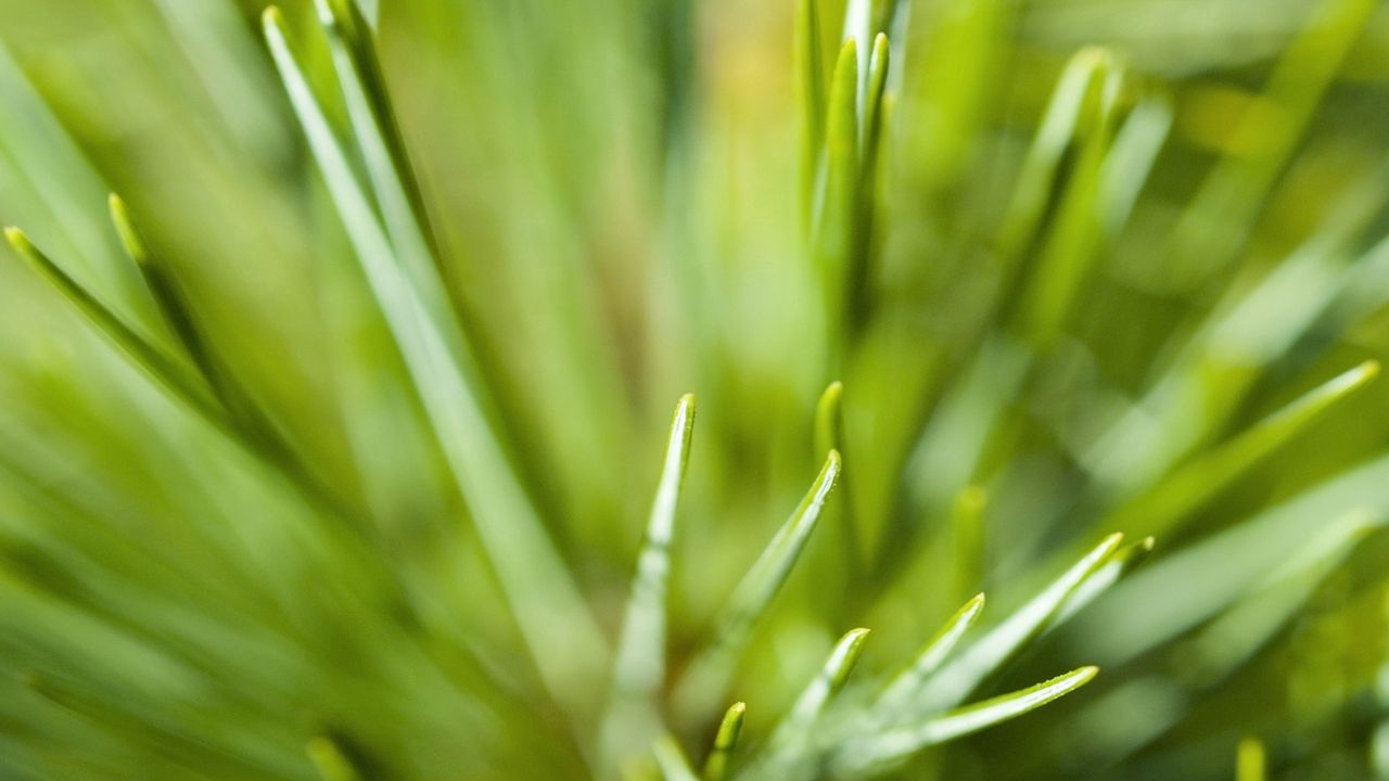 Wallpaper grass, plants, green, light, color