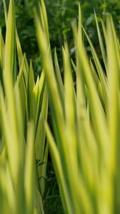 Preview wallpaper grass, plants, green, blur