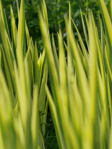 Preview wallpaper grass, plants, green, blur