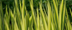 Preview wallpaper grass, plants, green, blur