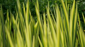 Preview wallpaper grass, plants, green, blur