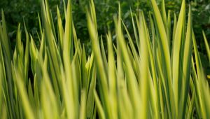 Preview wallpaper grass, plants, green, blur