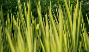 Preview wallpaper grass, plants, green, blur