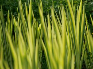 Preview wallpaper grass, plants, green, blur