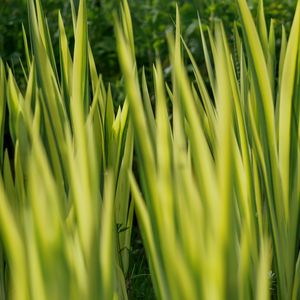 Preview wallpaper grass, plants, green, blur