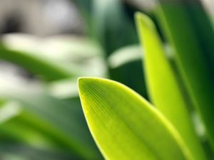 Preview wallpaper grass, plants, herbs