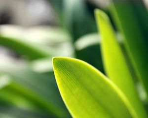 Preview wallpaper grass, plants, herbs