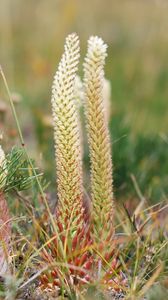 Preview wallpaper grass, plants, herbs